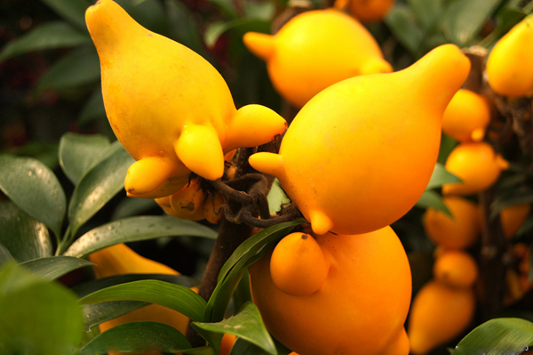 20种不常见但很好吃的怪异水果，非洲角瓜***是吃货的追求(图4)