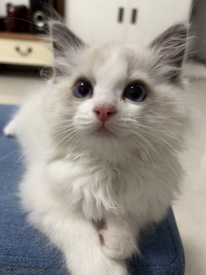 家里的小宠物——布偶猫(图7) 家里的小宠物——布偶猫(图7)