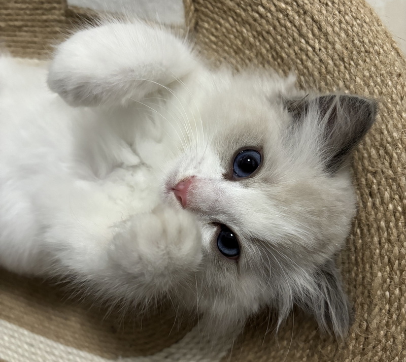 家里的小宠物——布偶猫(图6) 家里的小宠物——布偶猫(图6)