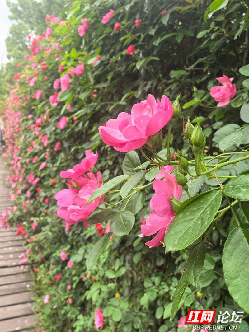 wm (20).jpg 当四月的风路过桃源山:蔷薇为春天画下带刺的句号(图3)