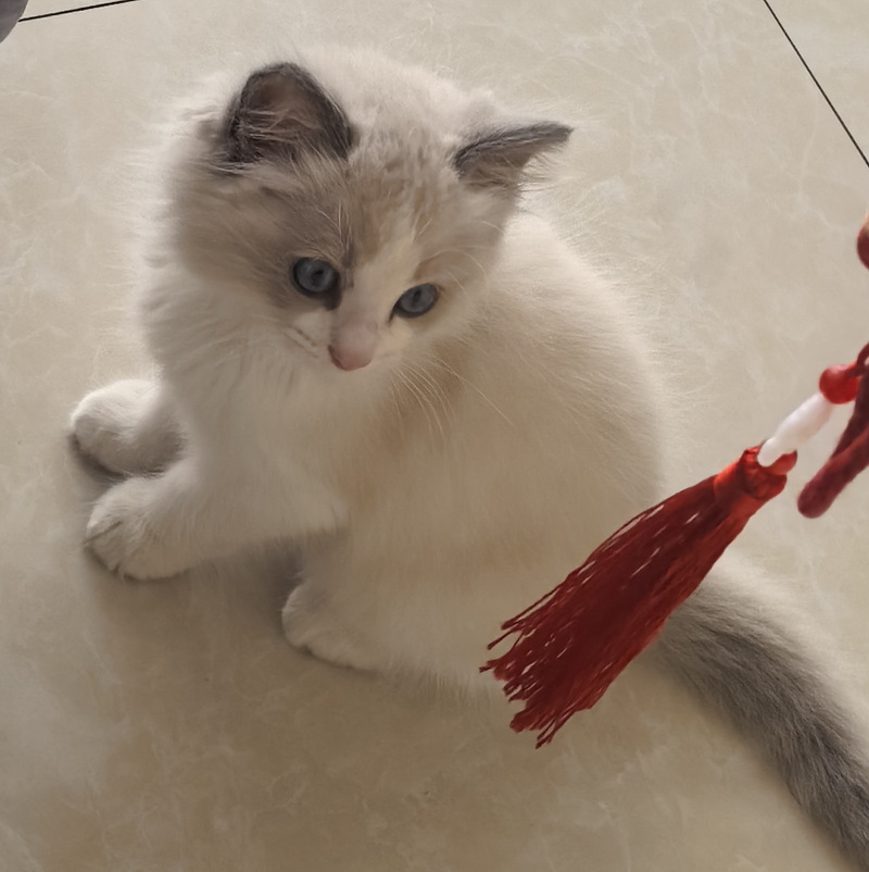 猫科猫属下的一宠物品种&mdash;&mdash;布偶猫