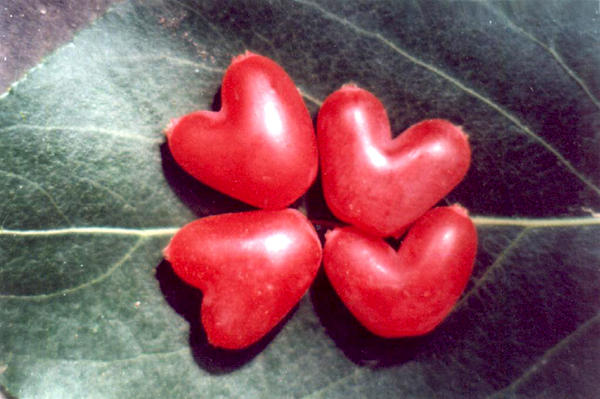 20种不常见但很好吃的怪异水果，非洲角瓜***是吃货的追求(图19)