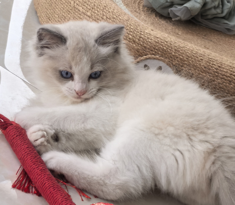 家里的小宠物——布偶猫(图5) 家里的小宠物——布偶猫(图5)