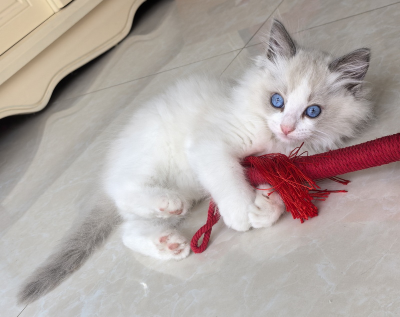 家里的小宠物——布偶猫(图4) 家里的小宠物——布偶猫(图4)