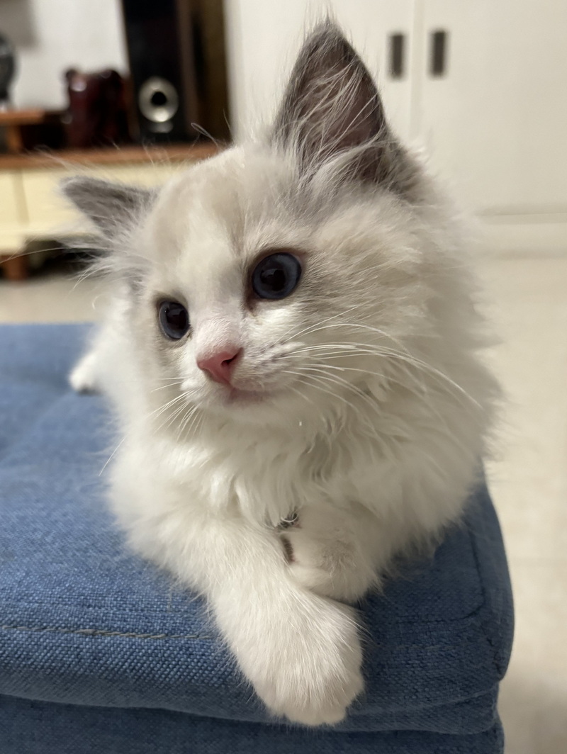 家里的小宠物——布偶猫(图8) 家里的小宠物——布偶猫(图8)