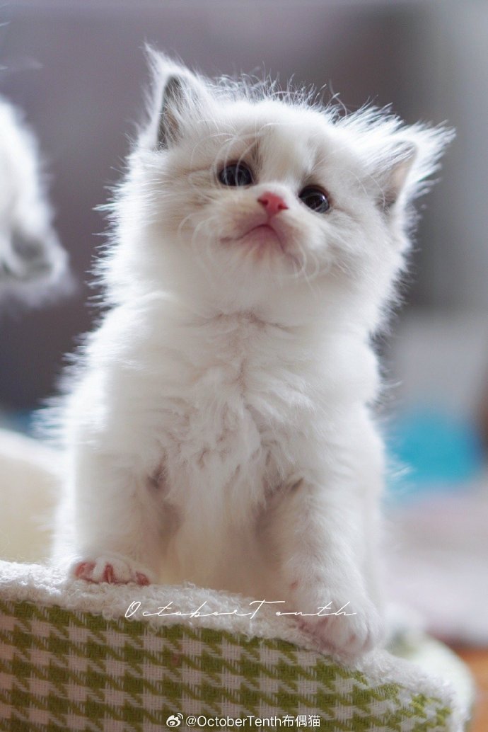 猫科猫属下的一宠物品种——布偶猫(图1) 猫科猫属下的一宠物品种——布偶猫(图2)