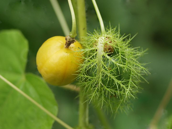 20种不常见但很好吃的怪异水果，非洲角瓜***是吃货的追求(图11)