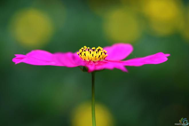看完这30句恬静诗词，你会感受到一种淡泊名利的人生态度