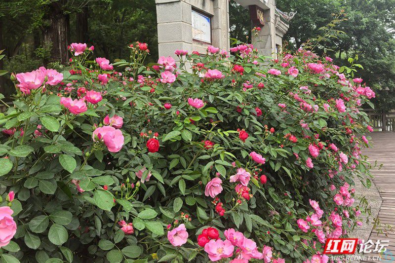 wm (19).jpg 当四月的风路过桃源山:蔷薇为春天画下带刺的句号(图2)