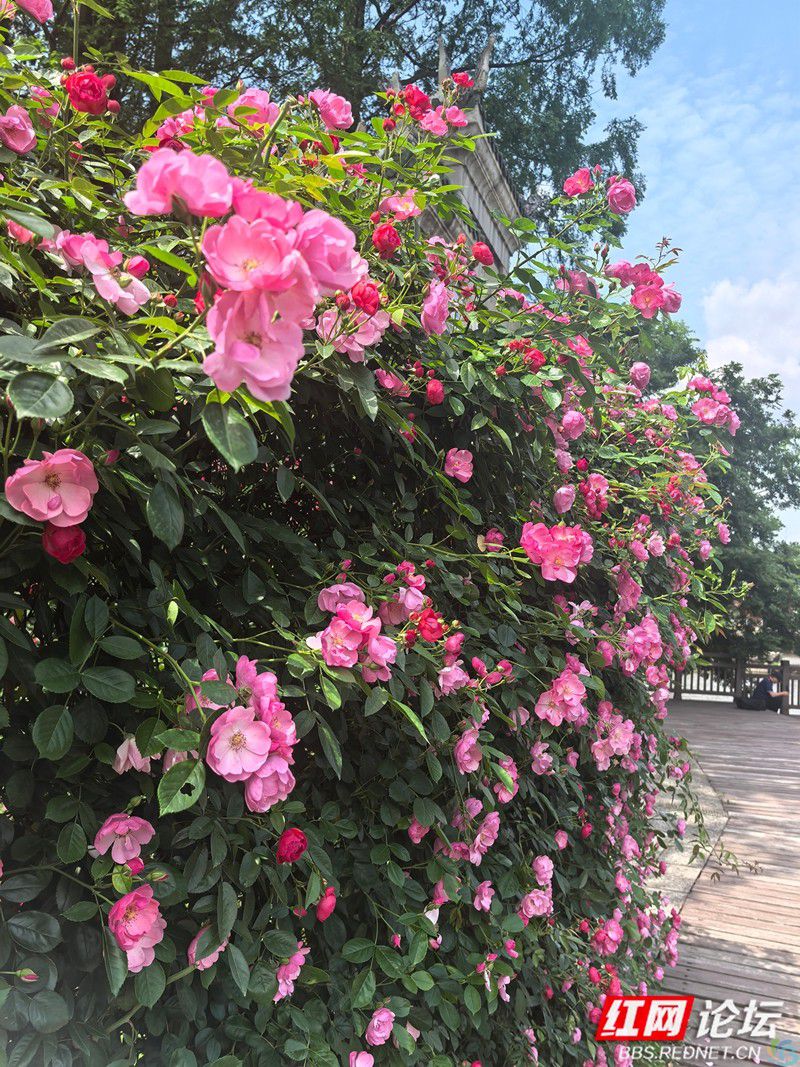 wm (23).jpg 当四月的风路过桃源山:蔷薇为春天画下带刺的句号(图6)