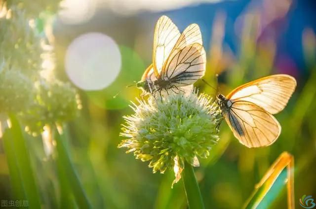 看完这30句恬静诗词，你会感受到一种淡泊名利的人生态度(图1)