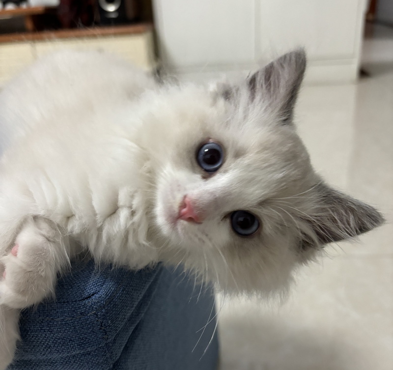 家里的小宠物——布偶猫(图9) 家里的小宠物——布偶猫(图9)