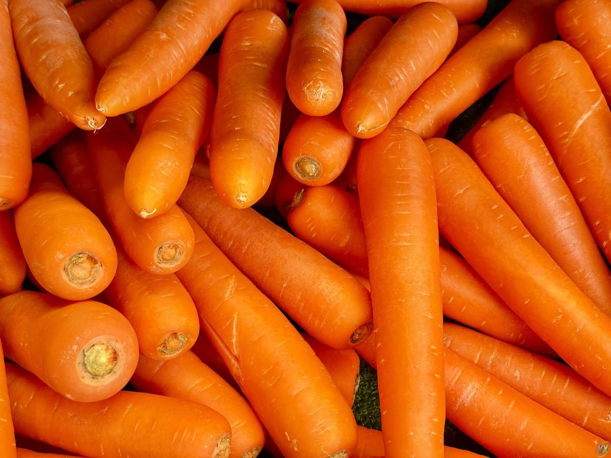 从生到熟:每周吃三次胡萝卜,这些好处找上你!(图2) 从生到熟:每周吃三次胡萝卜,这些好处找上你!(图2)