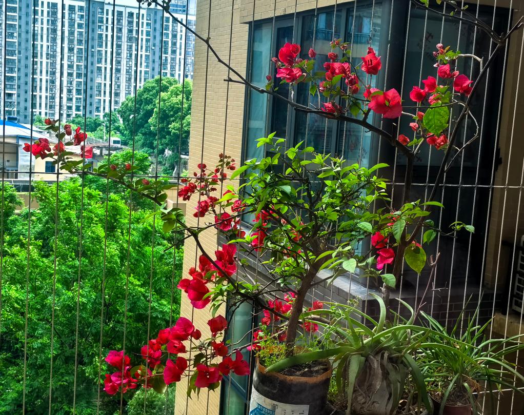 阳台鲜花争艳