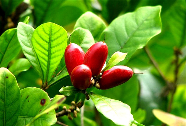 20种不常见但很好吃的怪异水果，非洲角瓜***是吃货的追求(图17)