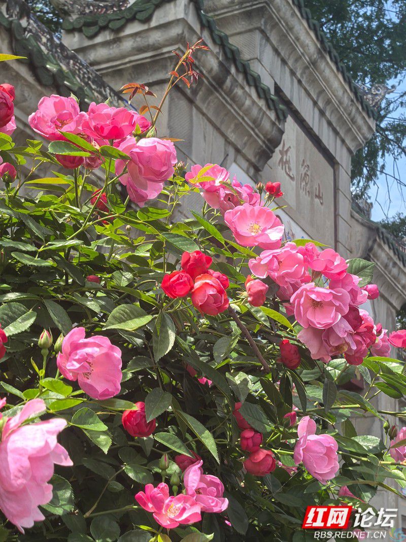 当四月的风路过桃源山：蔷薇为春天画下带刺的句号