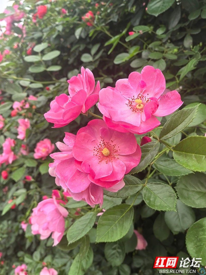 wm (22).jpg 当四月的风路过桃源山:蔷薇为春天画下带刺的句号(图5)