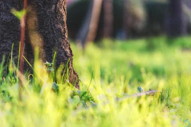 看完这30句恬静诗词，你会感受到一种淡泊名利的人生态度(图2)