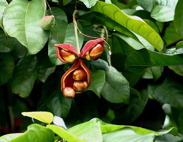 20种不常见但很好吃的怪异水果，非洲角瓜***是吃货的追求(图14)