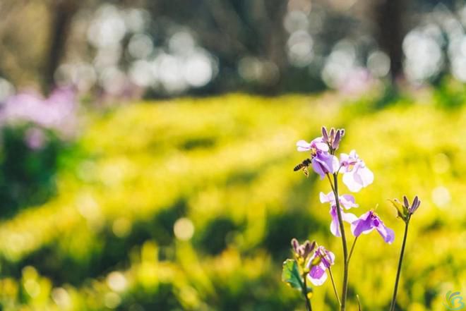 看完这30句恬静诗词，你会感受到一种淡泊名利的人生态度(图7)