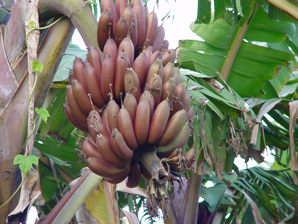 20种不常见但很好吃的怪异水果，非洲角瓜***是吃货的追求(图13)