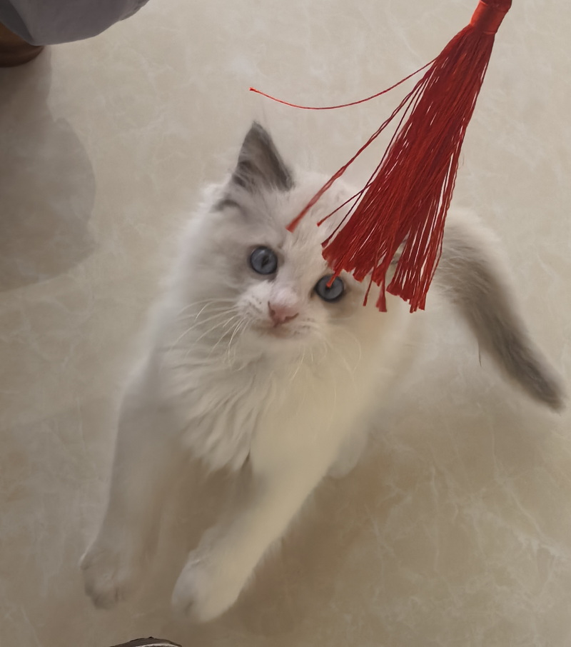 家里的小宠物——布偶猫(图3) 家里的小宠物——布偶猫(图3)