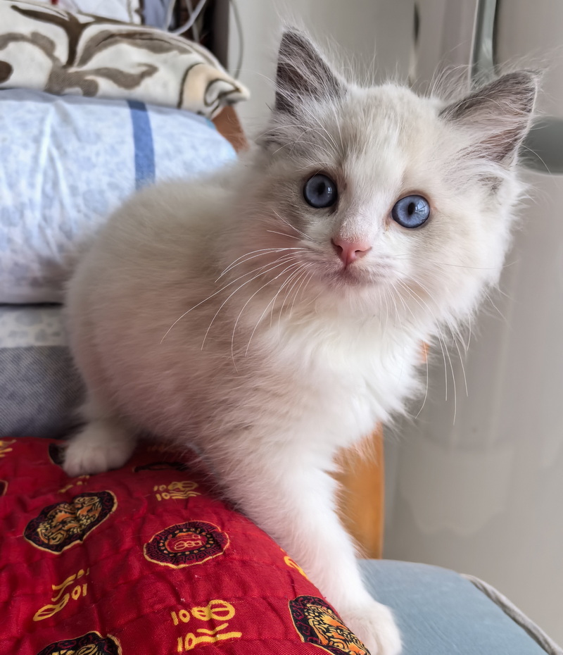 家里的小宠物&mdash;&mdash;布偶猫