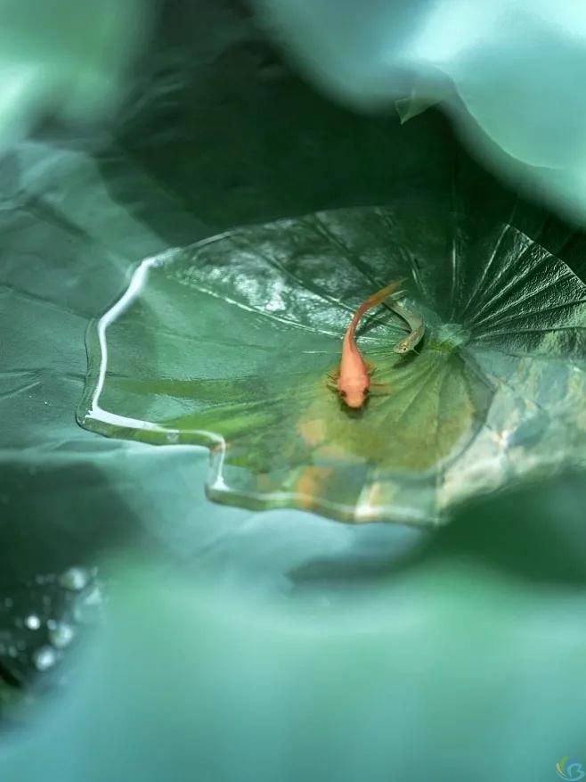 看完这30句恬静诗词，你会感受到一种淡泊名利的人生态度(图10)