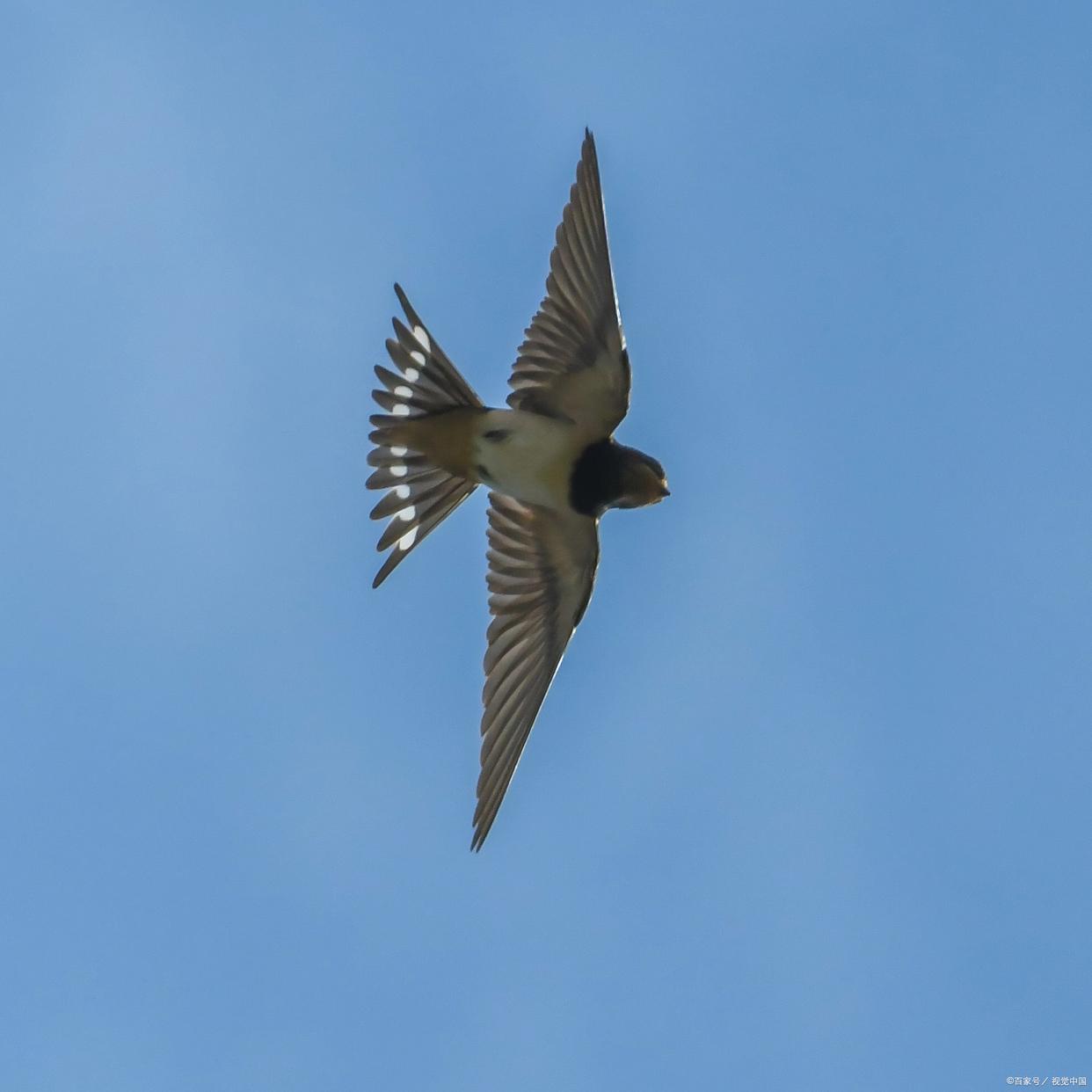 地锅鸡养生功效的科学解析