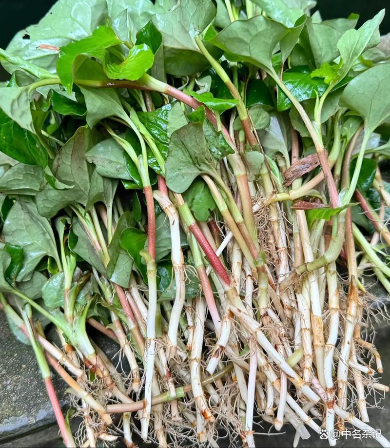 鱼腥草邂逅鸡汤：独特组合，养生妙方？