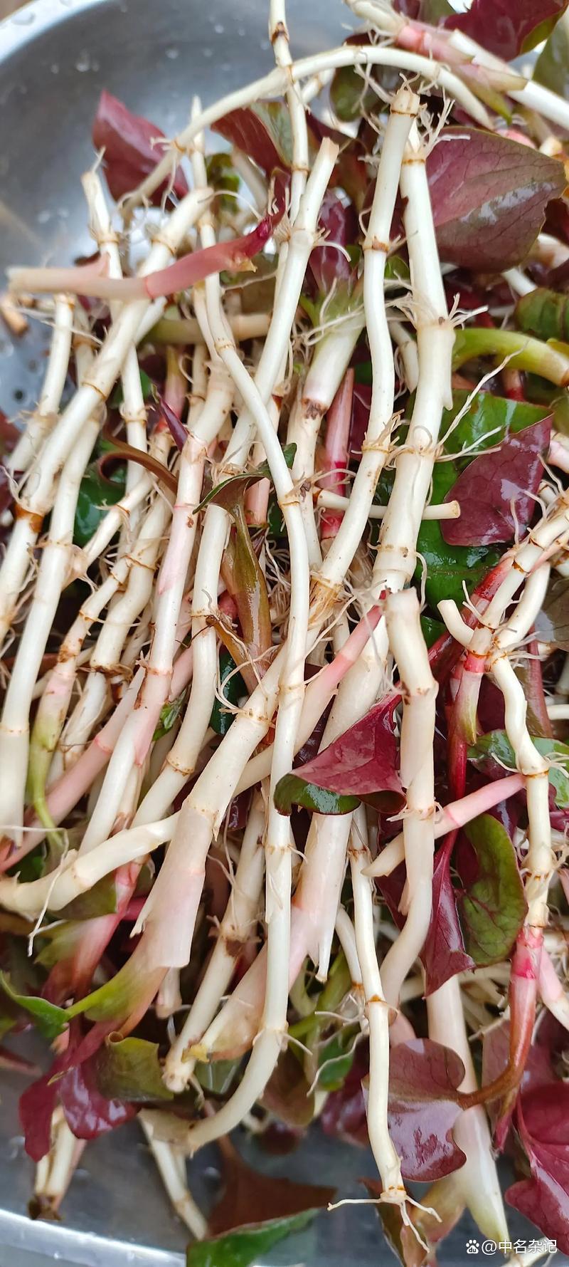 鱼腥草与雪梨冰糖的奇妙组合：煮水背后的养生密码