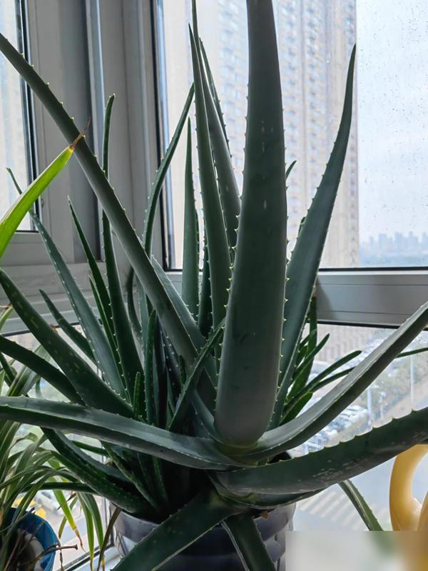 家里这3个地方空着别养花！越养越不顺，绝非迷信