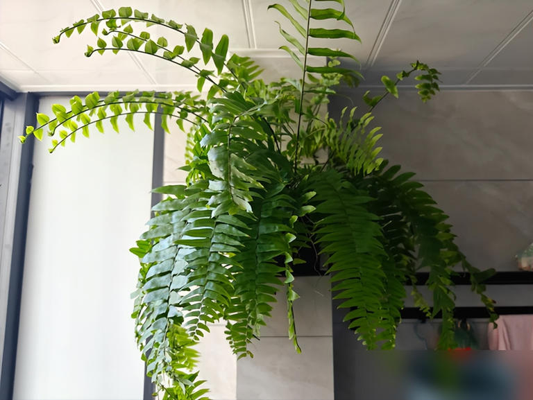 家里这3个地方空着别养花！越养越不顺，绝非迷信