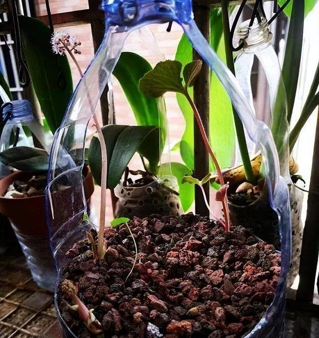 塑料瓶可是养花好容器，剪几刀变成“花盆”，能吊着养不少花