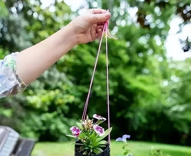 塑料瓶可是养花好容器，剪几刀变成“花盆”，能吊着养不少花