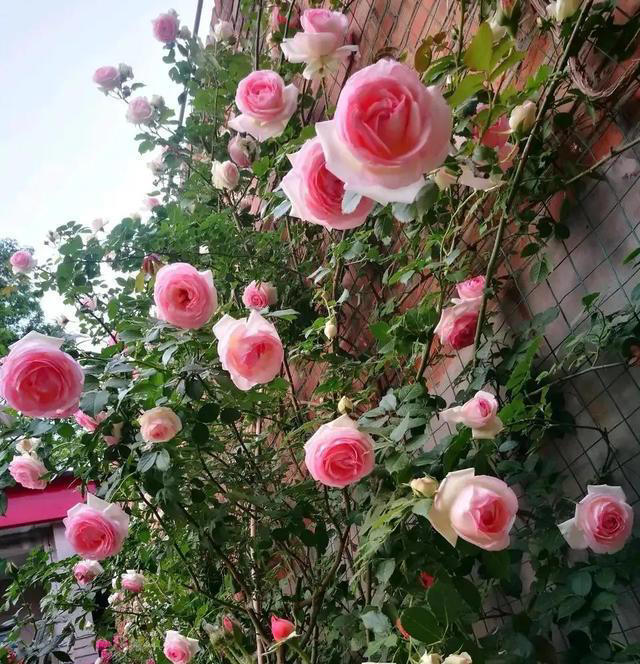 这些花，花期300天，现在开得贼旺，越养越上瘾