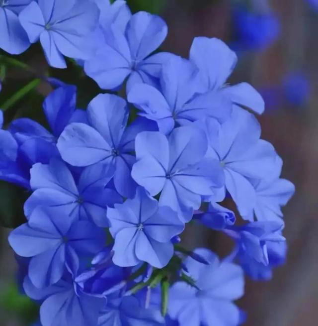 这些花，花期300天，现在开得贼旺，越养越上瘾