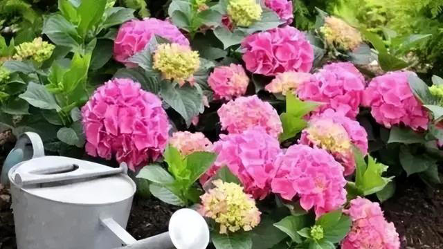 路边看到5种花，掐点枝条带回家插土里，生根快当年有花赏