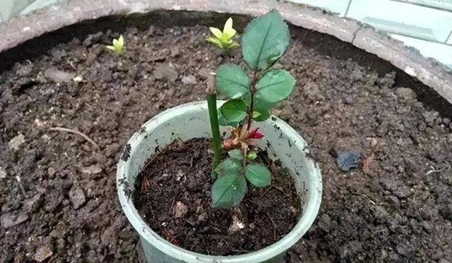 路边看到5种花，掐点枝条带回家插土里，生根快当年有花赏