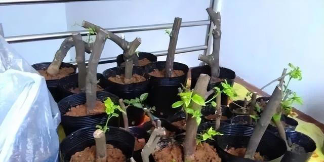 路边看到5种花，掐点枝条带回家插土里，生根快当年有花赏