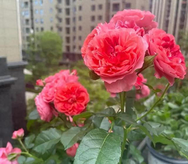 这些花，花期300天，现在开得贼旺，越养越上瘾