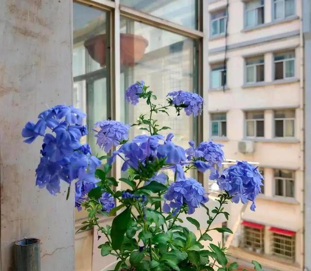 这些花，花期300天，现在开得贼旺，越养越上瘾