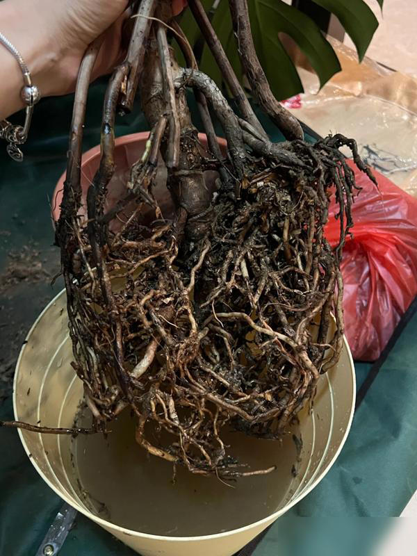 家里这3个地方空着别养花！越养越不顺，绝非迷信