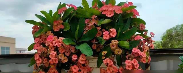 这些花，花期300天，现在开得贼旺，越养越上瘾