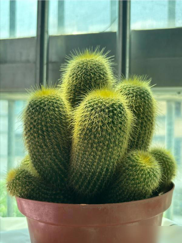 家里这3个地方空着别养花！越养越不顺，绝非迷信