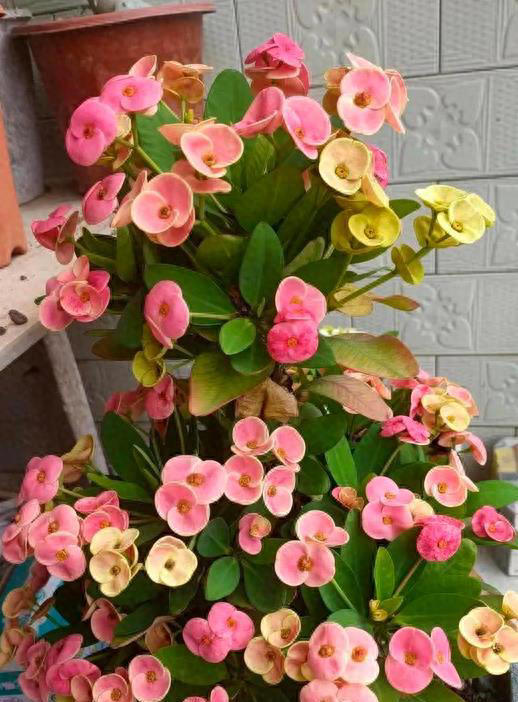 这些花，花期300天，现在开得贼旺，越养越上瘾