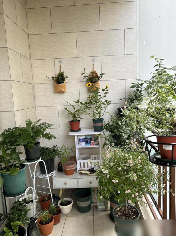 家里这3个地方空着别养花！越养越不顺，绝非迷信