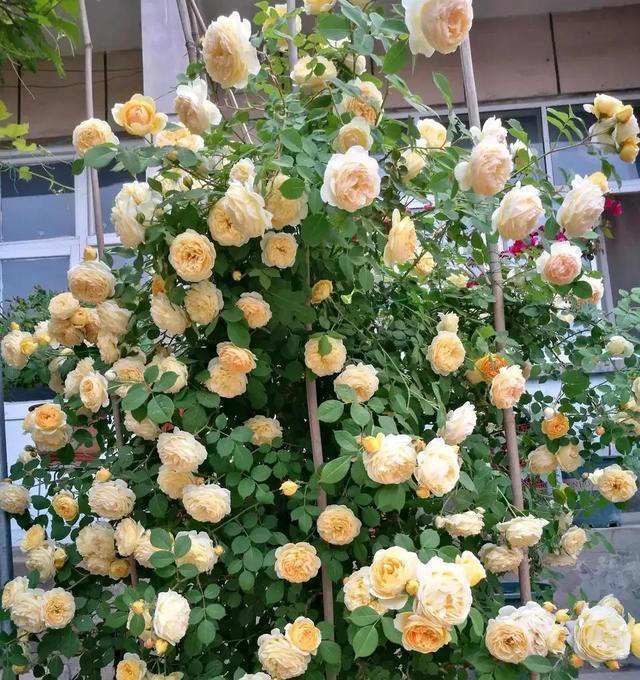 这些花，花期300天，现在开得贼旺，越养越上瘾