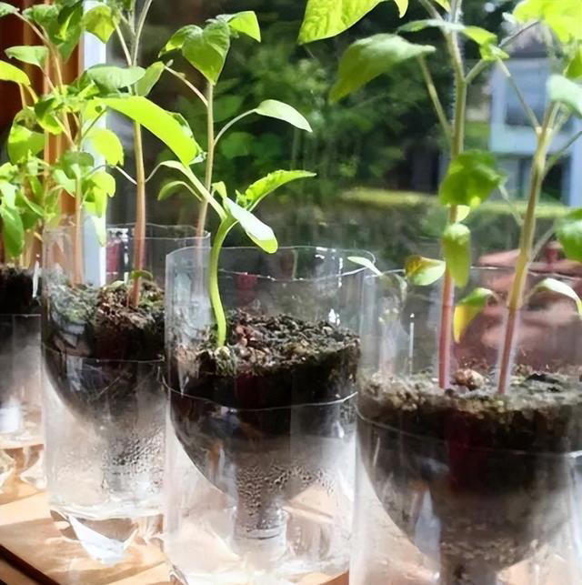 塑料瓶可是养花好容器，剪几刀变成“花盆”，能吊着养不少花