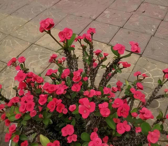 这些花，花期300天，现在开得贼旺，越养越上瘾